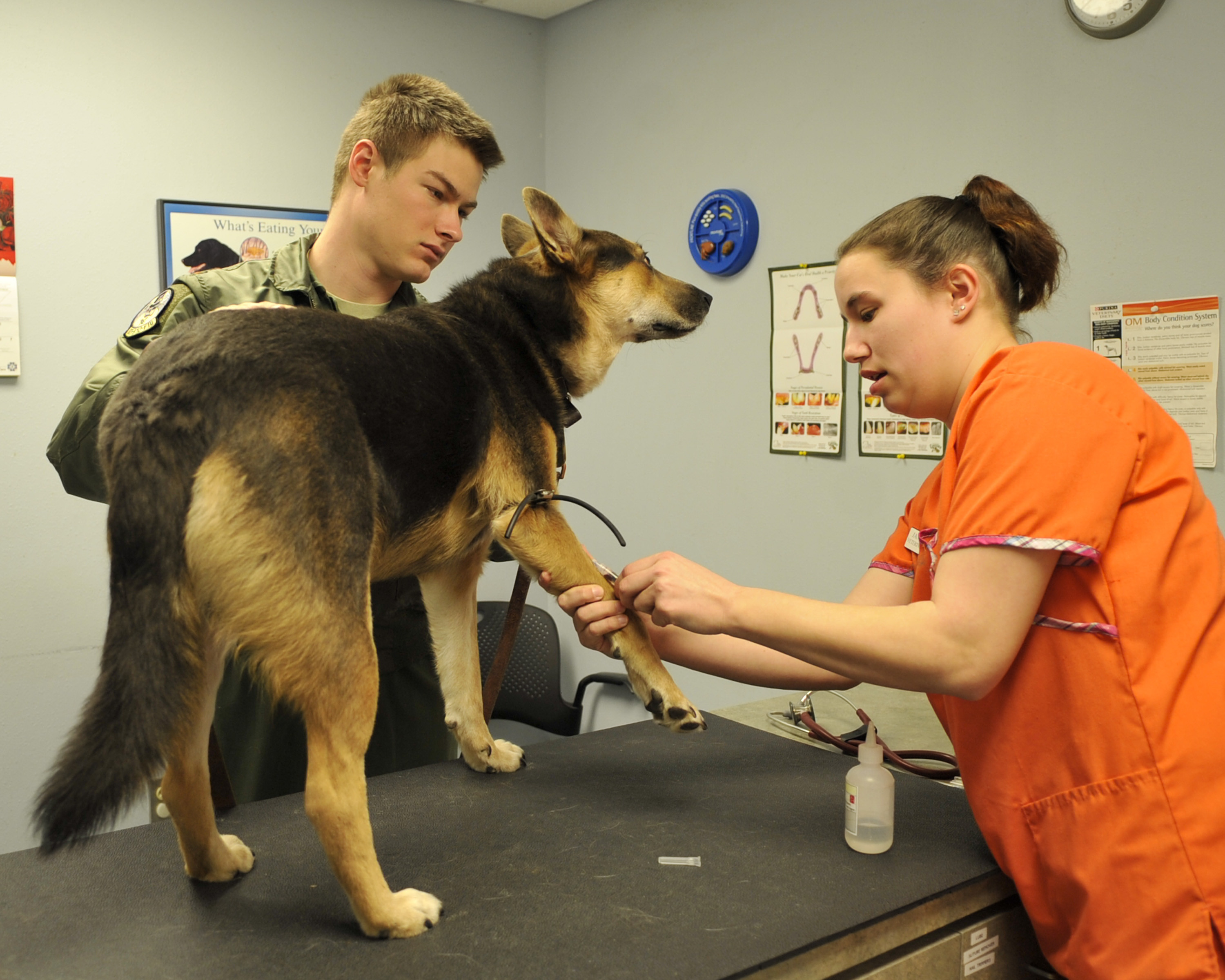 Como veterinario, ¿debes pedir disculpas?