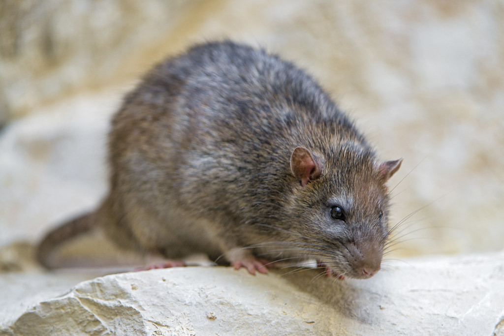 Nuevo Caso De Hantavirus En Alemania