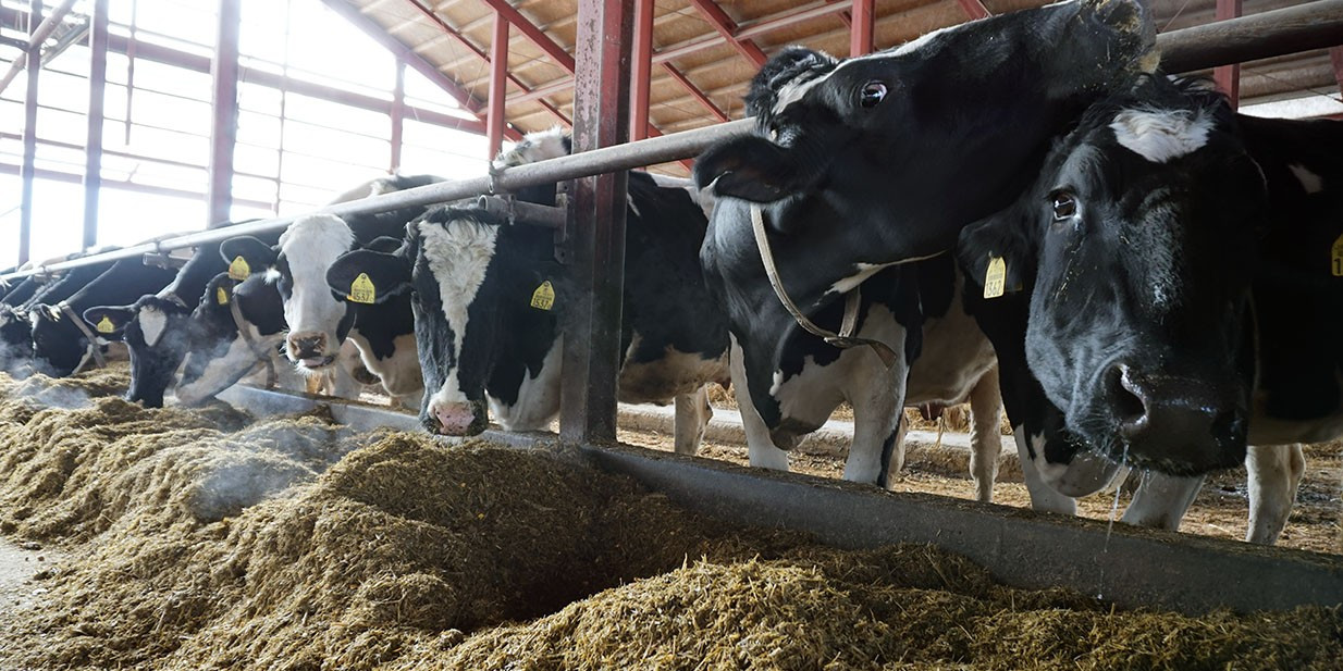 El Calcio En Dietas Preparto De Vacas Mejora La Salud Y La Fertilidad 0202