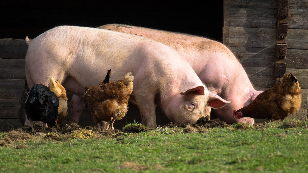 Guía para un uso eficiente de antimicrobianos en cerdos y aves de corral