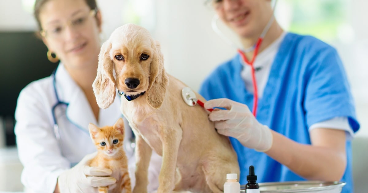 La Importancia De Los Centros Veterinarios Para La Salud En El S XXI