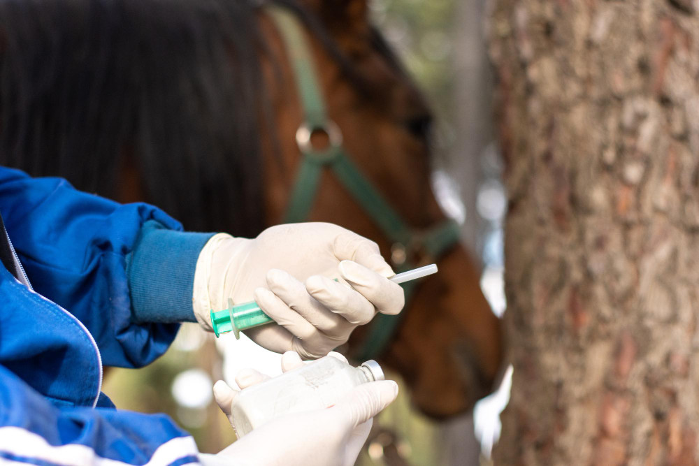 Mesures temporaires approuvées en raison de la pénurie de vaccins contre la grippe équine