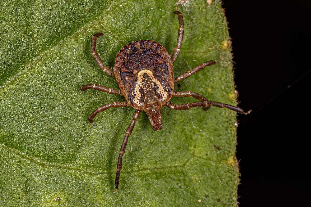 Evidencia De Las Garrapatas Como Nuevo Vector De Una Enfermedad Parasitaria