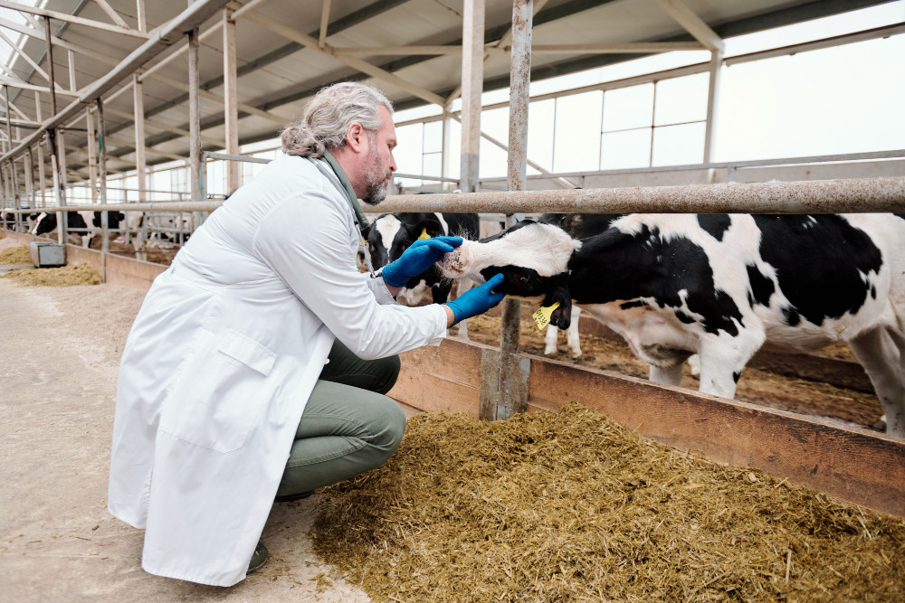 First intranasal vaccine against bovine respiratory diseases to be administered from birth