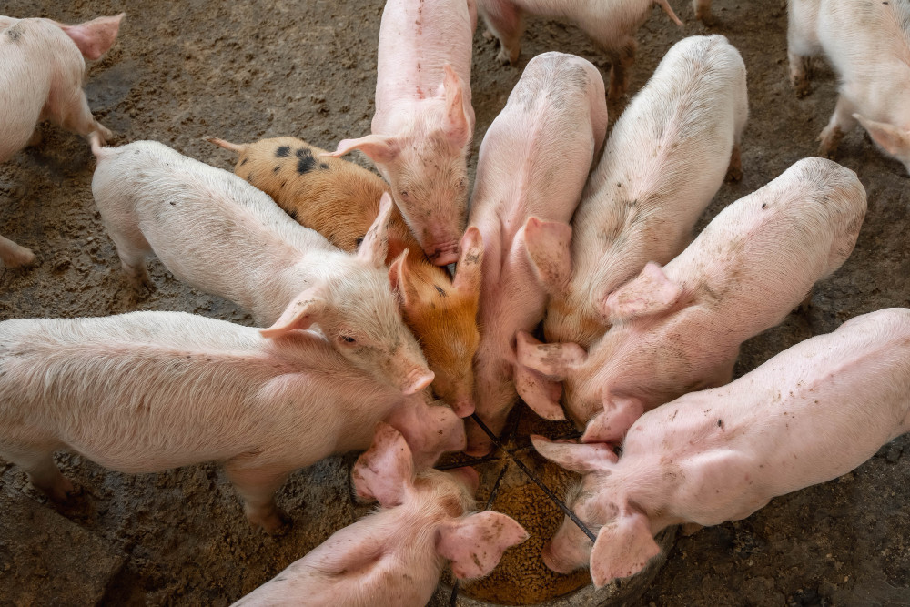 They demonstrated that it is possible to reliably assess welfare in pig farms