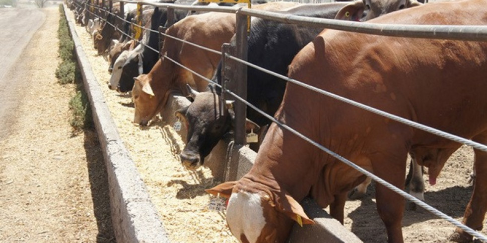 Reportan 15 bovinos de ganado lechero afectados por intoxicación en Valle de Tulancingo