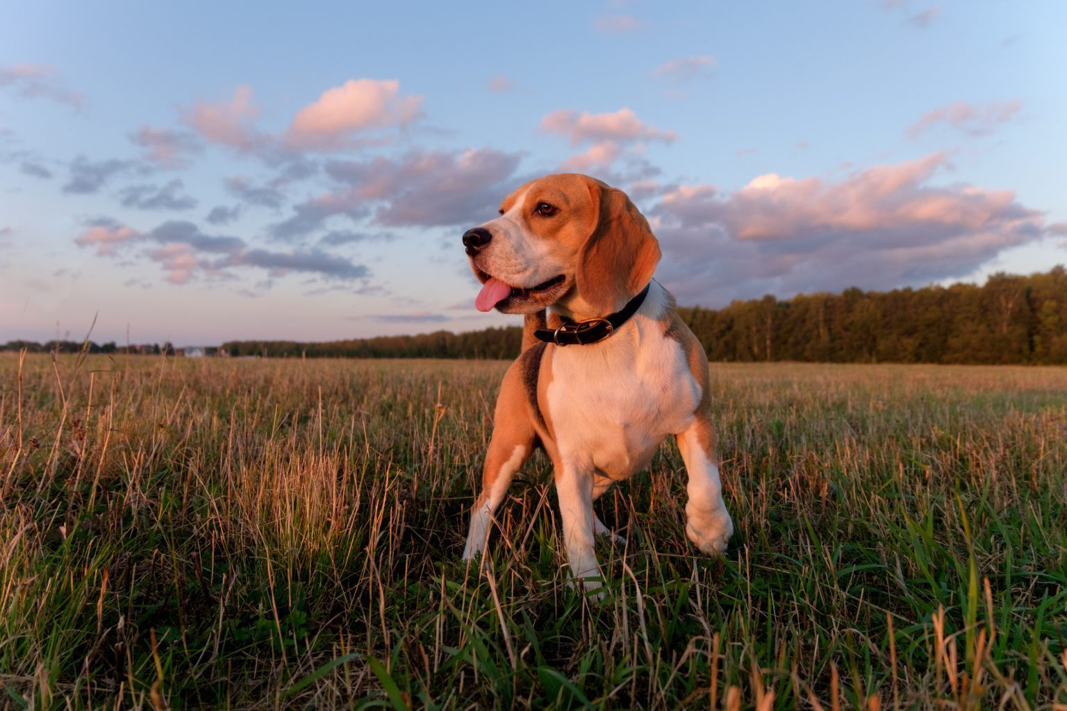 centinela puede hacer que los perros se enfermen