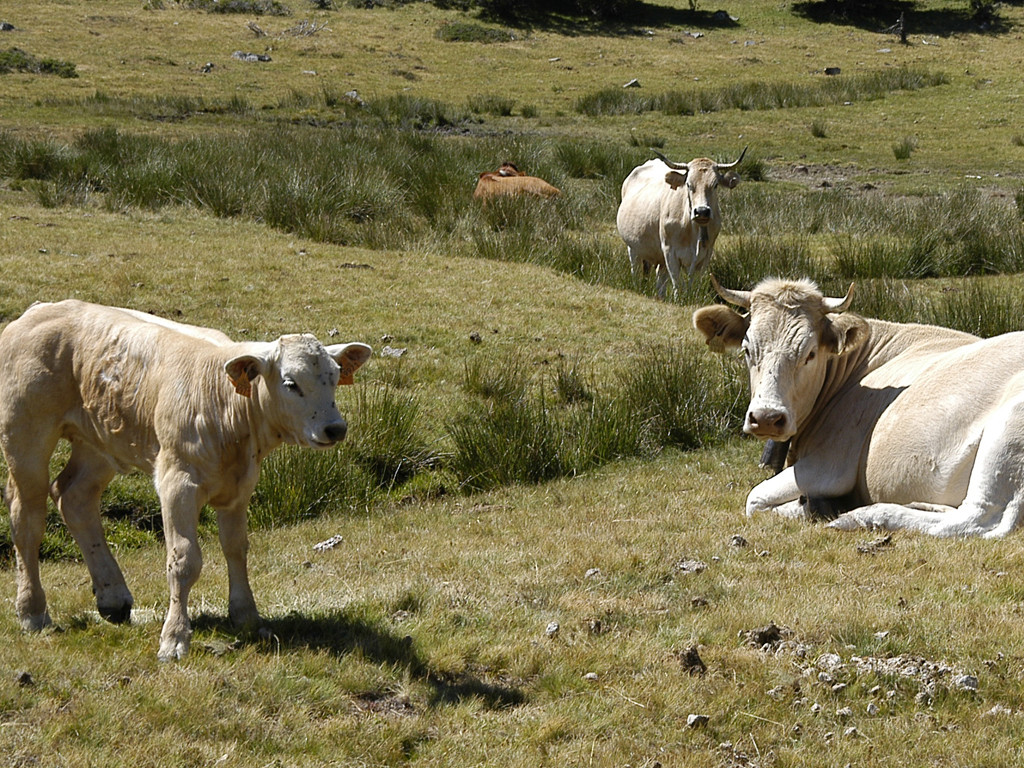 They successfully test the first vaccine to prevent bovine anaplasmosis