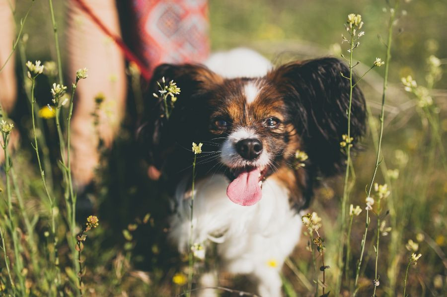 qué hará un corazón agrandado en un perro