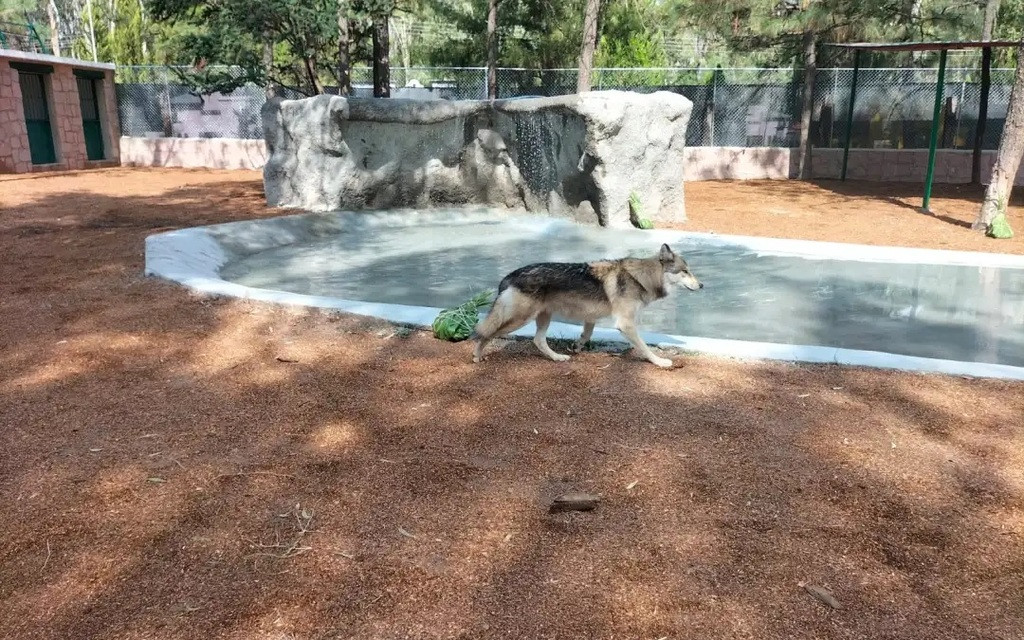 Buscan Que El Zoológico Sahuatoba En Durango Sea Un Santuario Para El ...