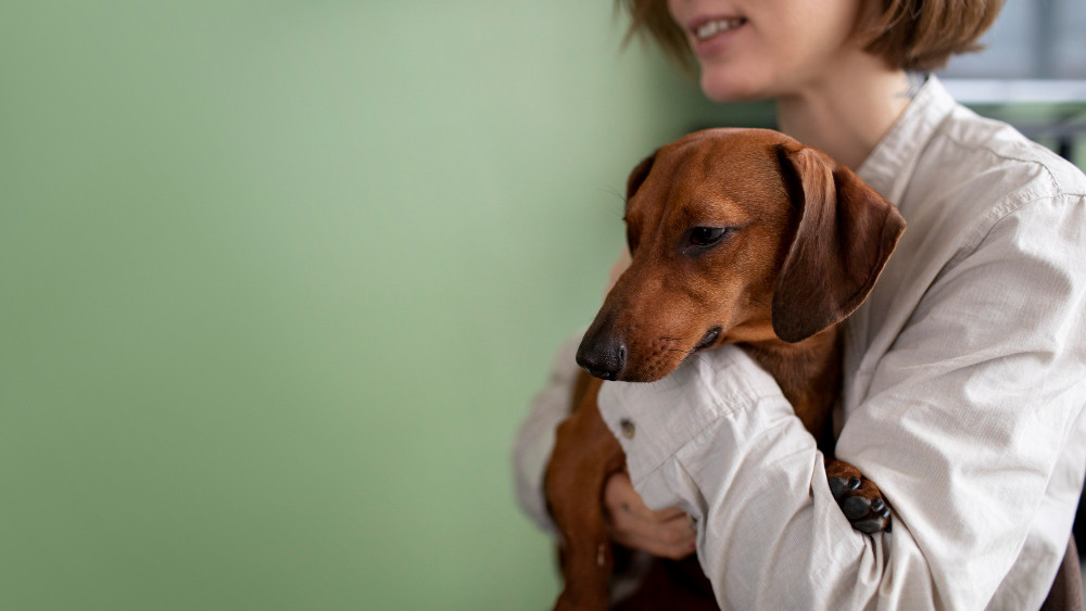 Estudo encontra forte ligação entre castração e doença de Addison em cães