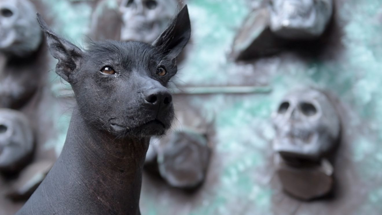 El Xoloitzcuintle, Un Perro Con Beneficios Terepéuticos Y Asociado Al ...