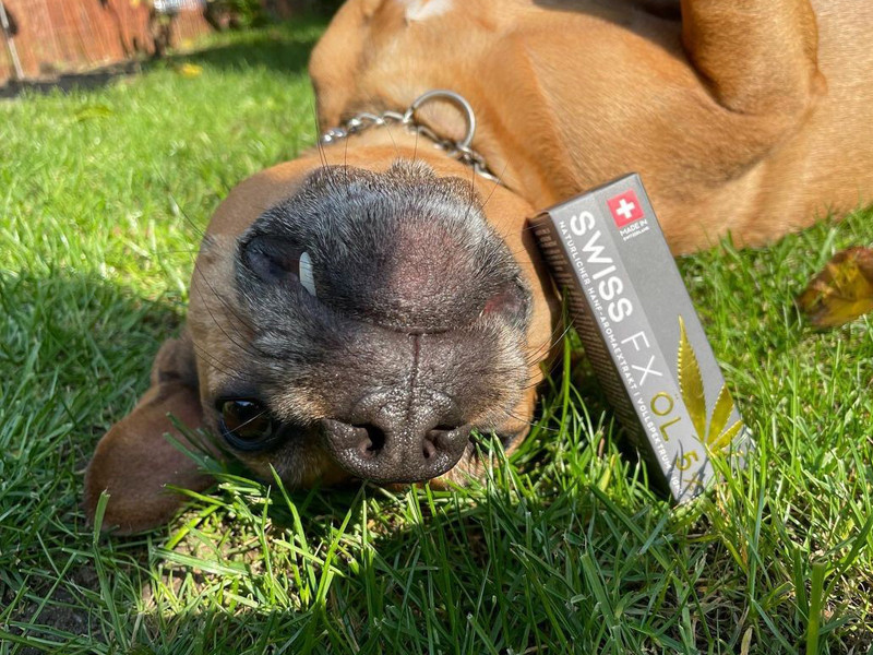 es cbd seguro para perros con ansiedad