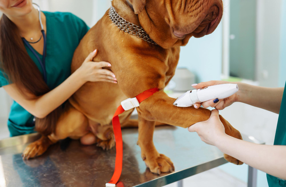 como se trata el hipotiroidismo en perros