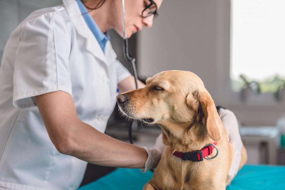 qué es un cultivo de orina para perros