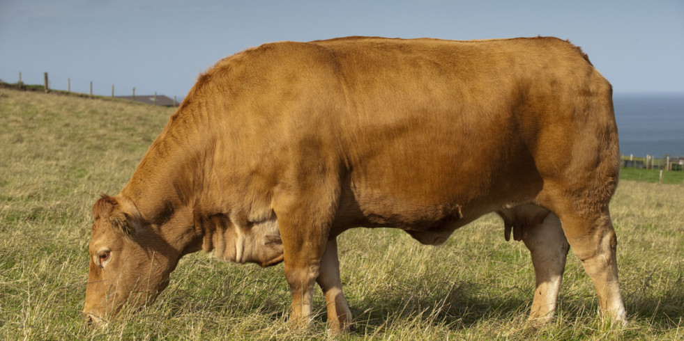 Detección del Serotipo 8 del virus de la Lengua Azul en Navarra