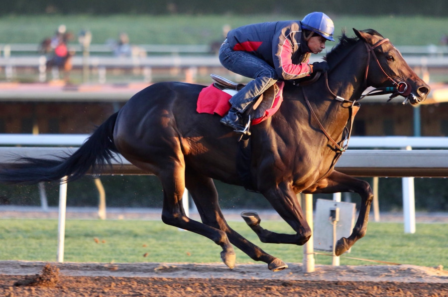 Muertes De Caballos En Un Famoso Hipodromo Sin Explicacion