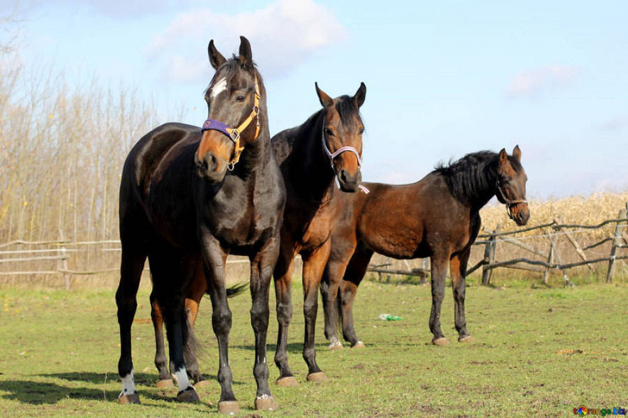 Horses horse three 25836