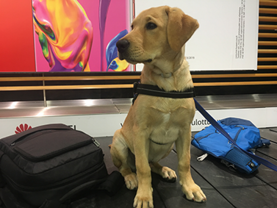 se permiten perros en el aeropuerto de seatac