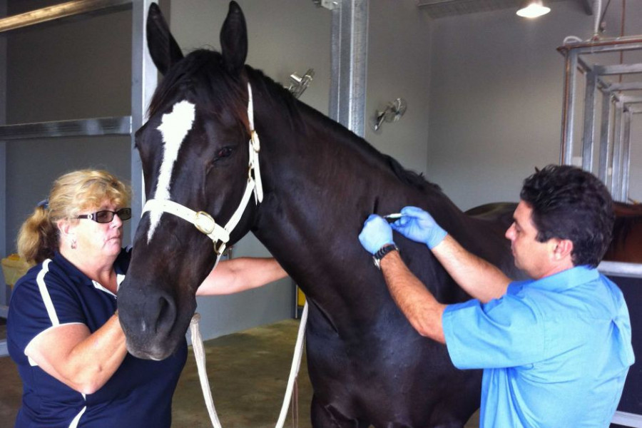 Anuncian Avances En La Vacuna Contra El Virus De La Encefalitis Equina