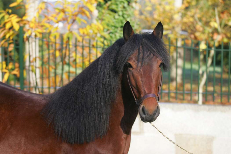 Los Ojos De Los Caballos Reflejan Su Estres