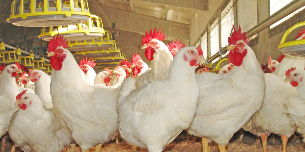 Comienza a funcionar el centro de referencia para el bienestar de las aves de corral