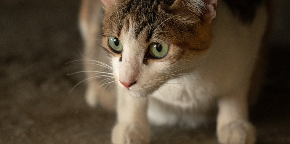 Identificación, vacunación y esterilización, los tres “pies” del gato