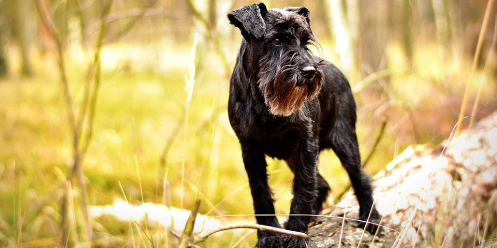 Un estudio canino puede ayudar a tratar la retinitis pigmentaria