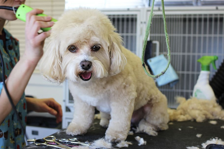 Peluquería canina estado alarma coronavirus