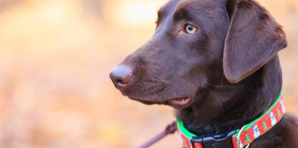 Demuestran que el uso del collar en perros puede causar lesiones en su cuello