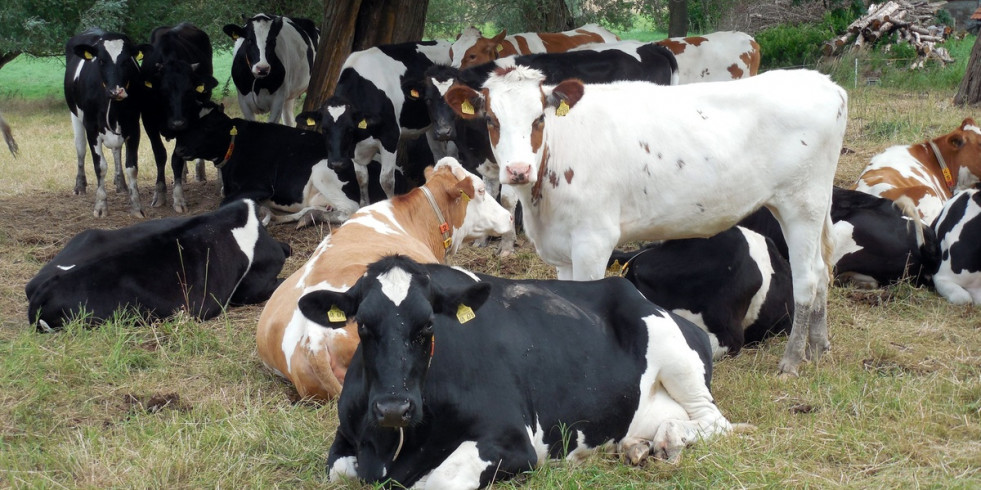 Varios proyectos españoles buscan el control de la tuberculosis animal