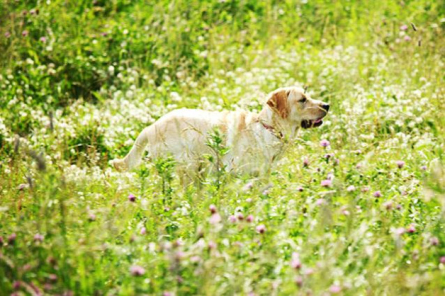 Perros alergias polen alergia alimentaria pulgas