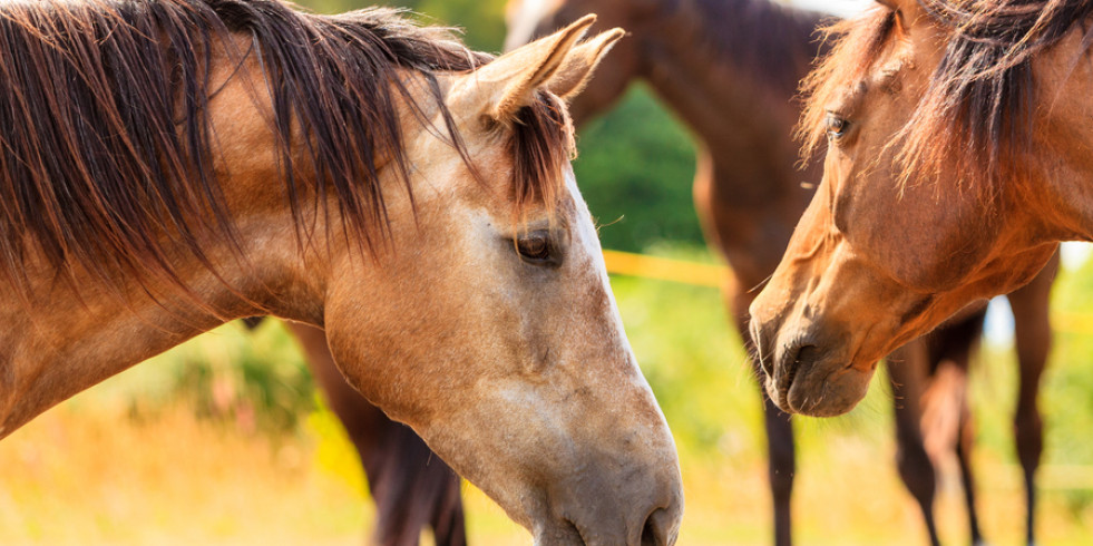 La importancia del control de la piroplasmosis para exportar caballos españoles