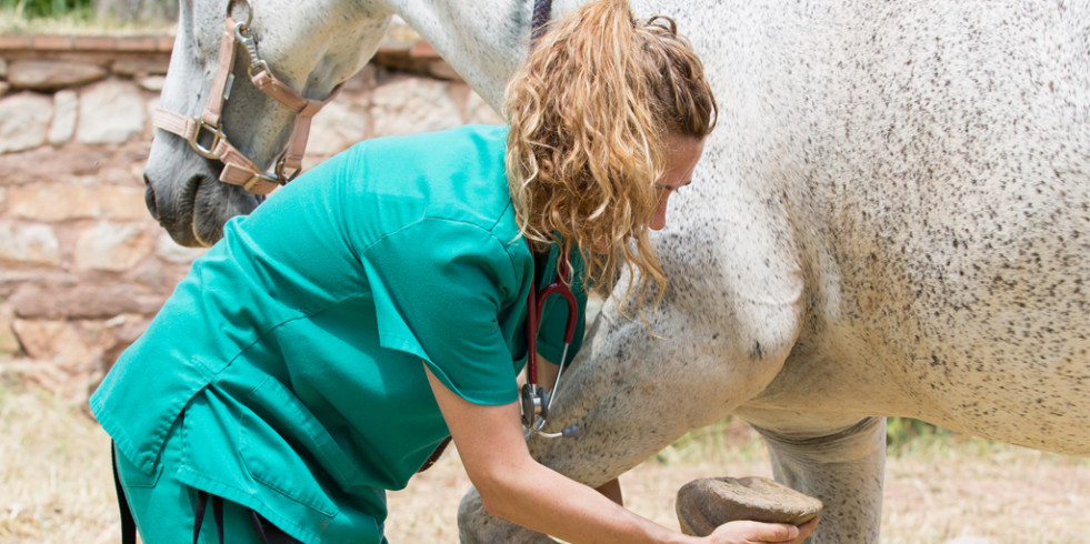 La fisioterapia veterinaria, una especialidad exclusiva de los veterinarios