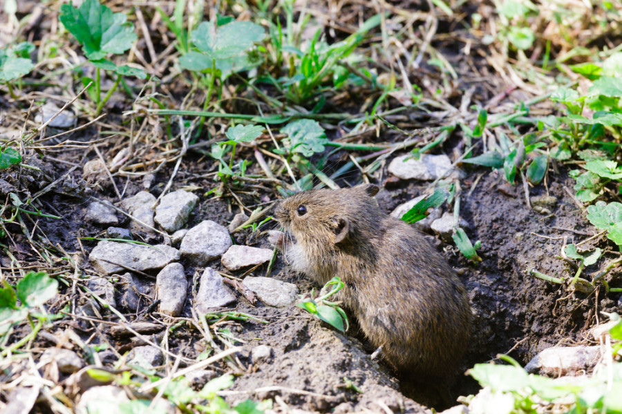 roedores salvajes canarias zoonosis