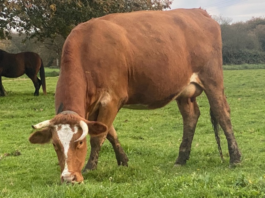 Vaca encefalopatía espongiforme