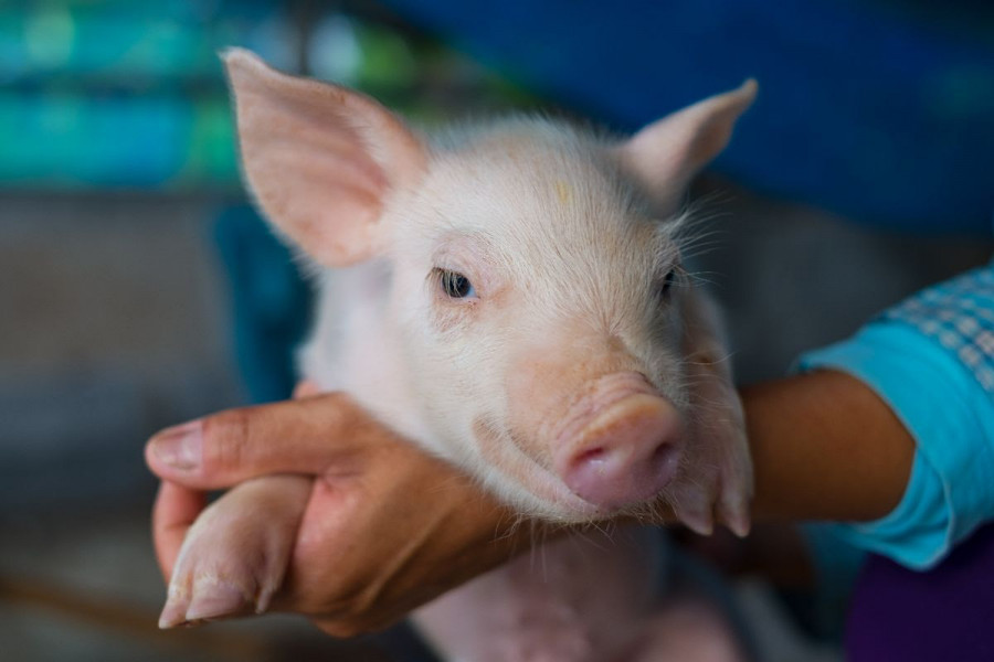 porcino lechón cerdo