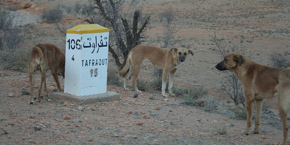 Alertan del riesgo de importar casos de rabia canina del norte de África