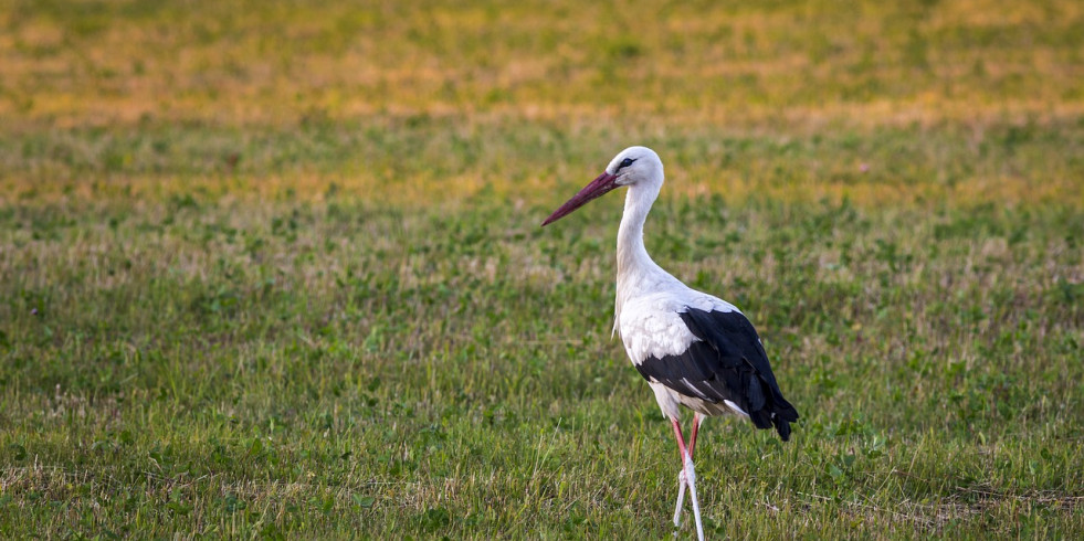 Detectadas 4 aves silvestres positivas a gripe aviar en Cataluña