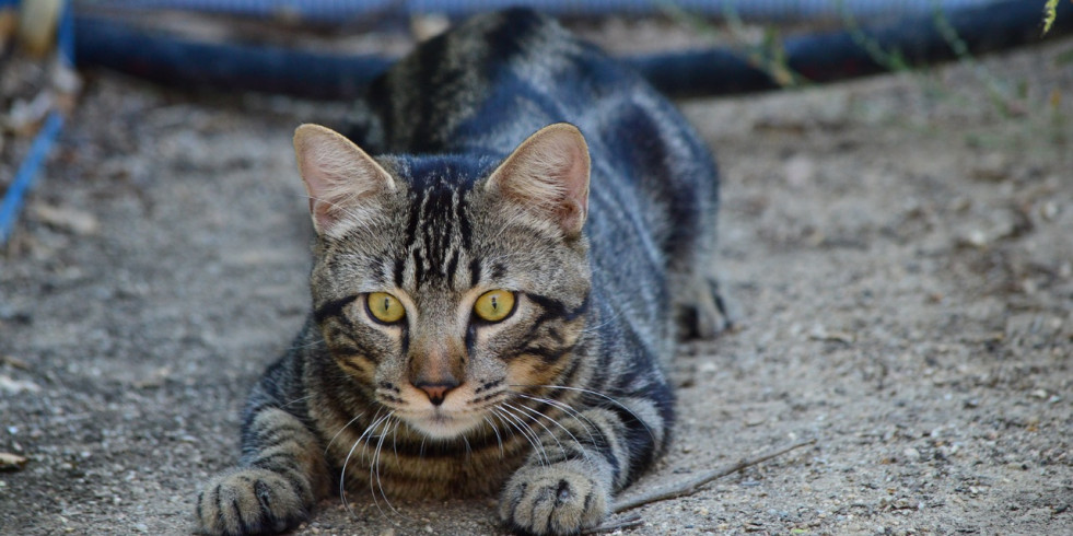 El juego y la comida rica en proteína animal reduce la caza en los gatos