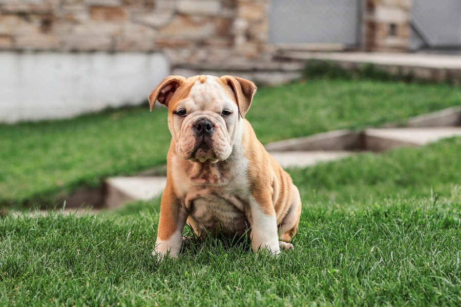 Bulldog inglés cáncer