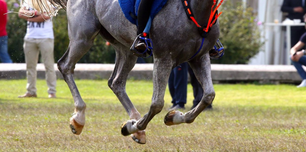 Hallan un brote vírico entre caballos de la competición de saltos de Valencia