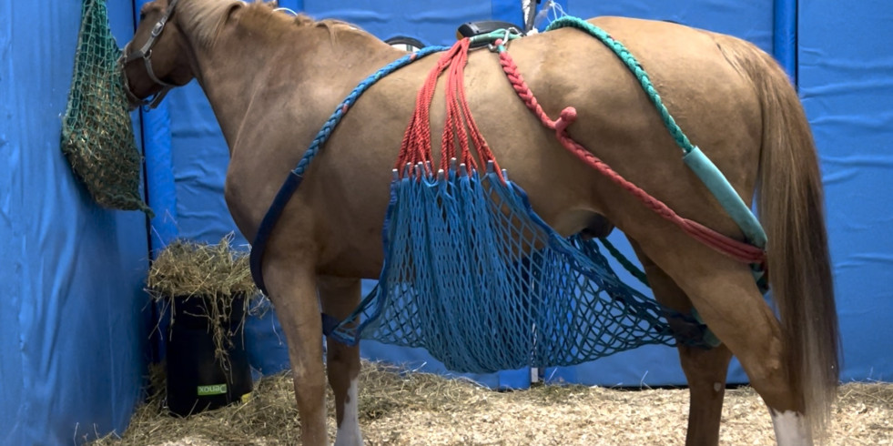 Seis comunidades autónomas han confirmado casos de rinoneumonitis equina