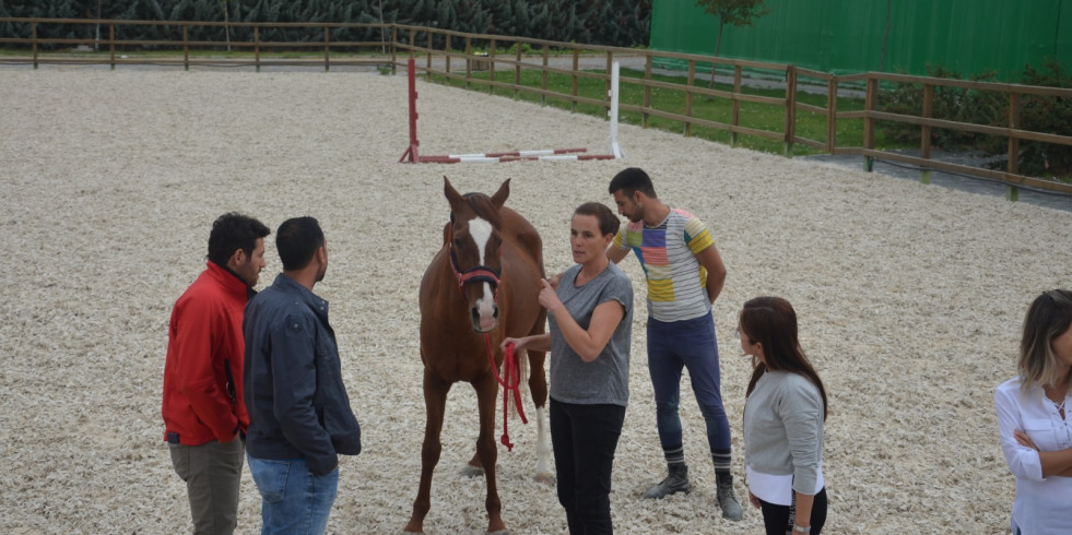 Pautas para velar por el bienestar animal en intervenciones asistidas con equinos