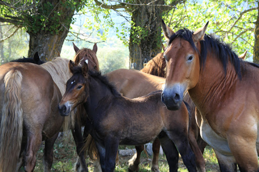 Caballos équidos