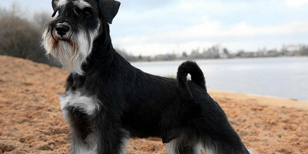 Los perros pequeños son más agresivos que los grandes