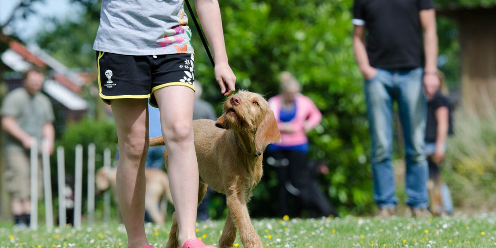 ¿Influyen las proteínas en el comportamiento de los perros?