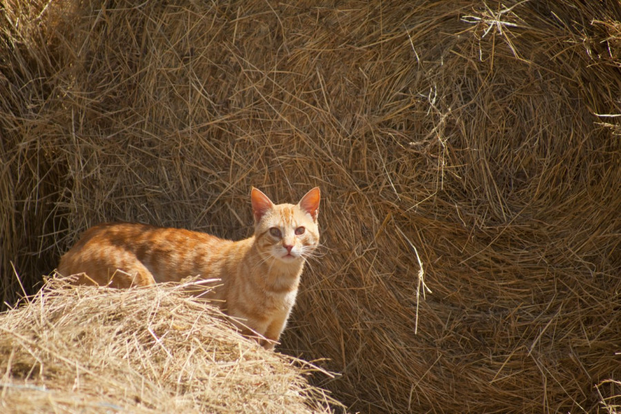 Gato gatos