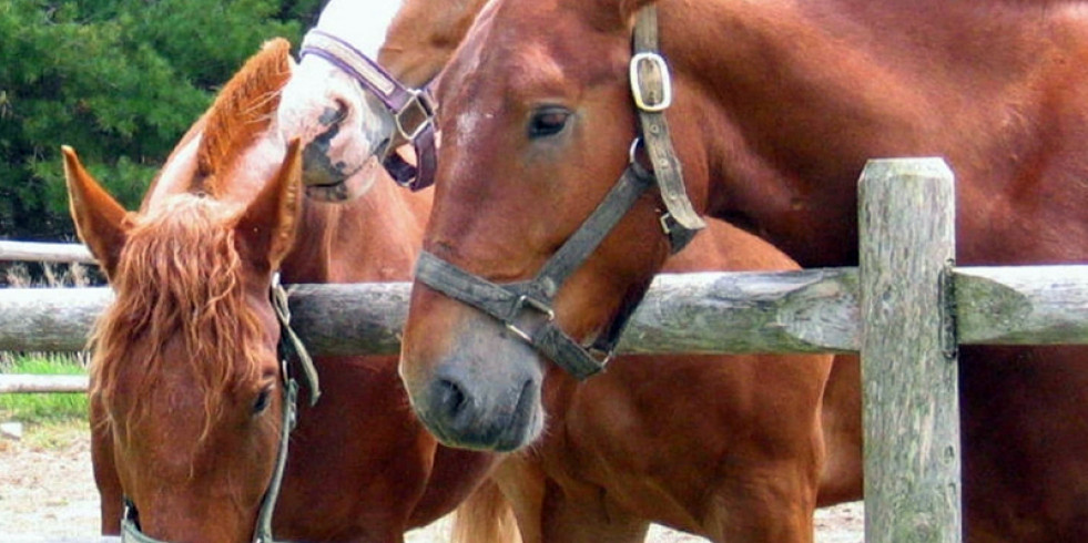 La piroplasmosis equina produce pérdidas millonarias, una enfermedad endémica en España