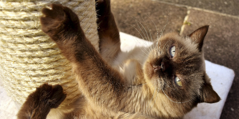 El rascado de los gatos, una necesidad que se debe comprender y respetar